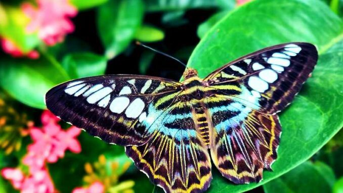 changi-butterfly-garden Changi Butterfly Garden