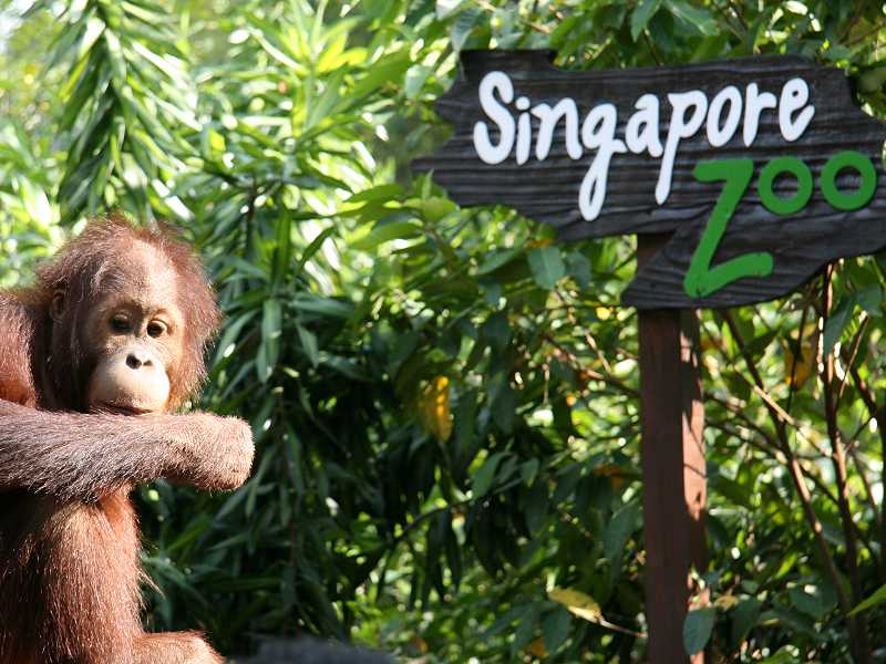 Orang Utan im Zoo