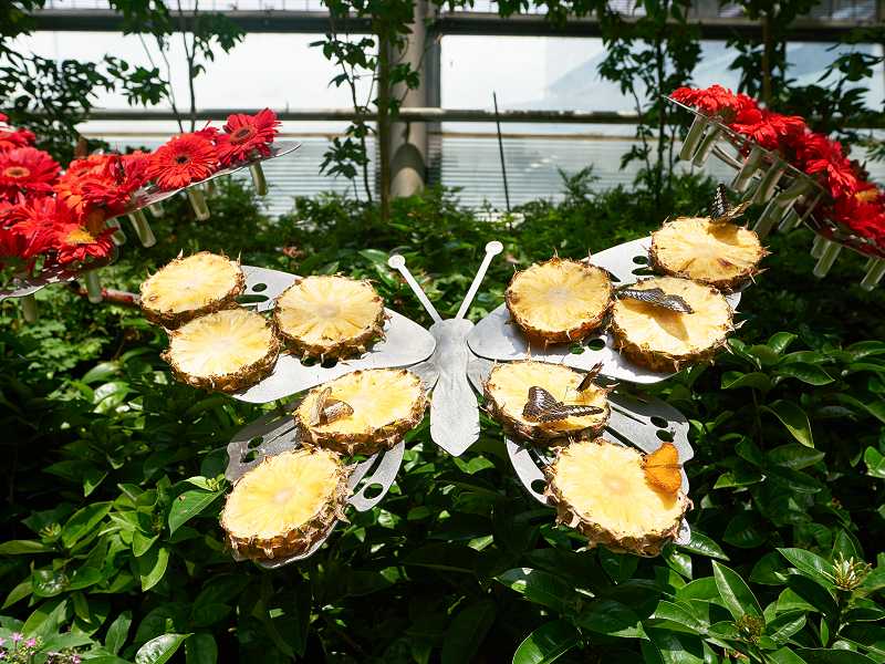 Schmetterlinge und Ananas