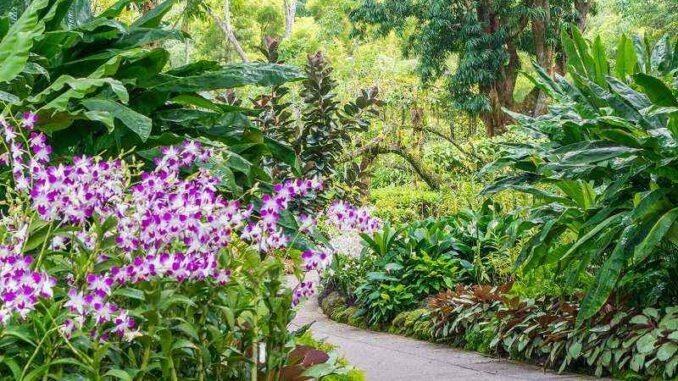 singapur-orchideengarten Singapur Orchideengarten